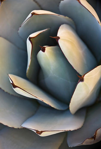 AGAVE PARRYI - Parry's Agave, No. 4