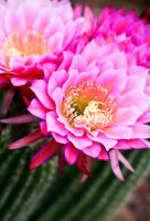 Magenta Cactus Flower