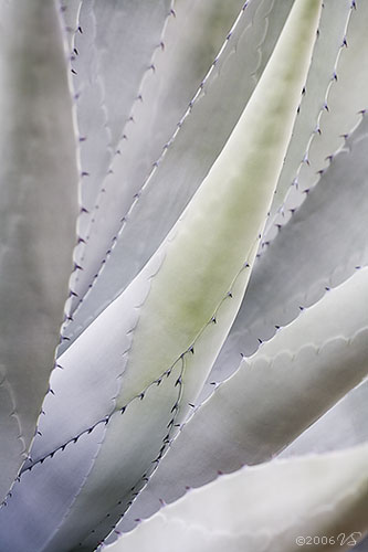 Ghost Agave