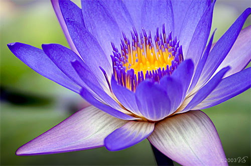 NYMPHAEA LINNAEUS, Water Lily No. 1