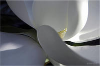 SHADED MAGNOLIA , No. 1