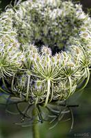 DAUCUS CAROTA, Queen Anne's Lace, No. 1