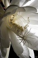 EPIPHYLLUM OXYPETALLUM, Night-blooming Cereus, No.2