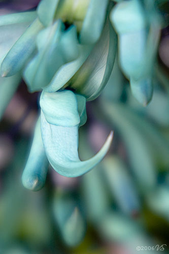 STRONGYLODON MACROBOTRYS, Jade Vine, No. 1