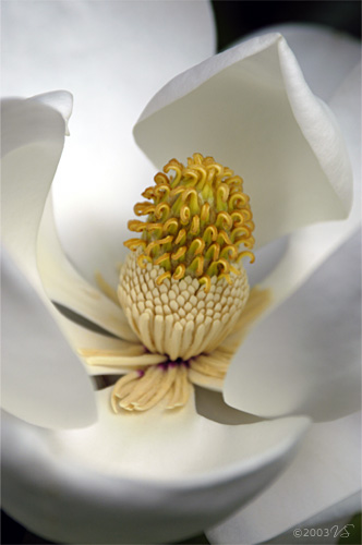 MAGNOLIA GRANDIFLORA, No. 1