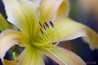 HEMEROCALLIS, Daylily, No. 1