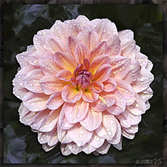 DAMP DAHLIA, No. 1